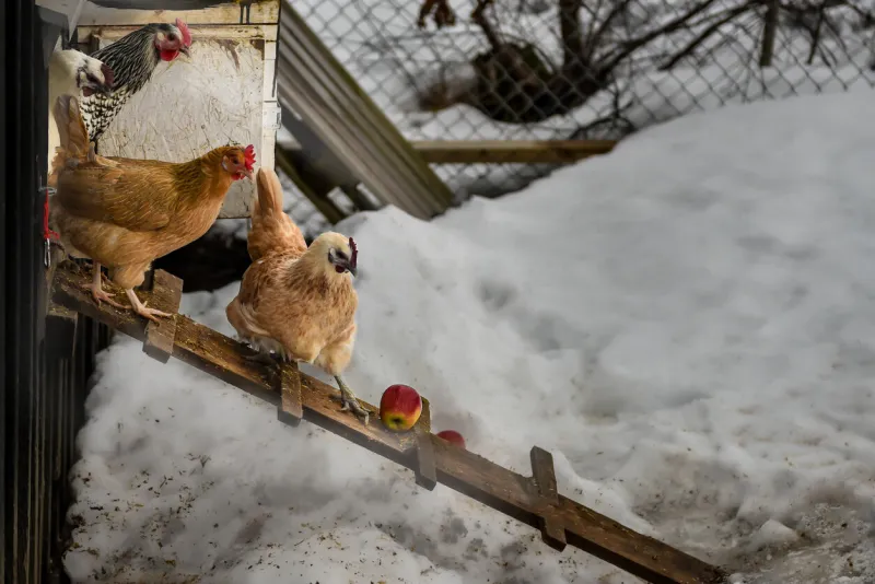 chicken in winter curious and harmonic chickens walks carefully on a wooden walkway in Östersund, sweden