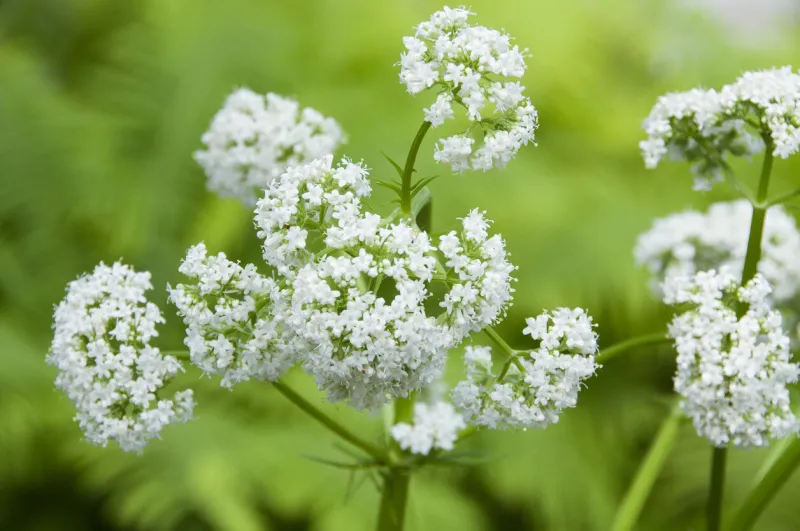 valerian,valeriana officinalis blossoms at blur green background