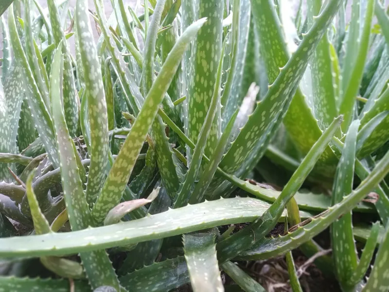 a collection of aloe vera plants that thrive next to the house, to be precise, in the home garden