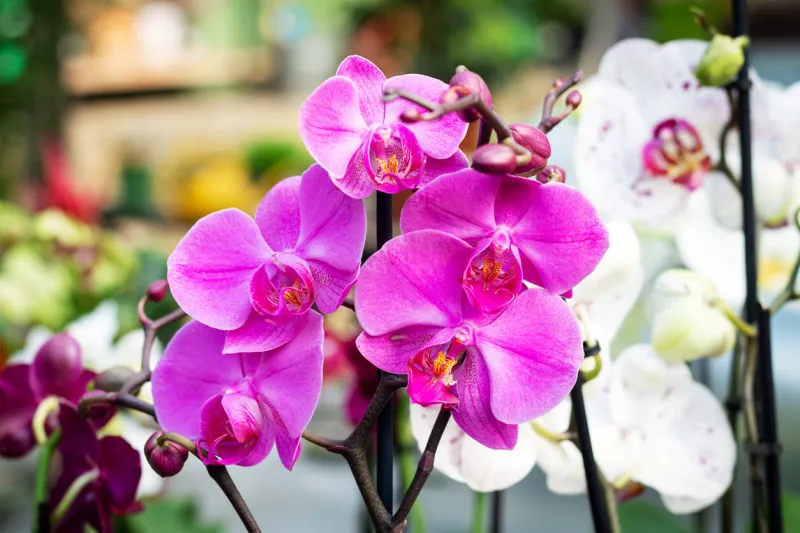 beautiful purple orchid phalaenopsis flower background