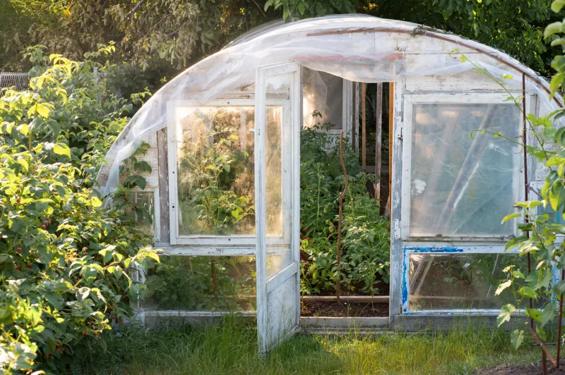 homemade greenhouse with tomatoes plants inside, warm sunny day