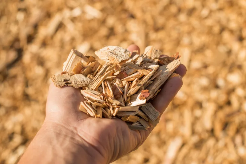 a handful of dry technological wood chips selective focus