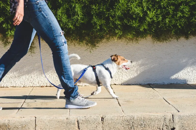 dog walker strides with his pet on leash while walking at street pavement