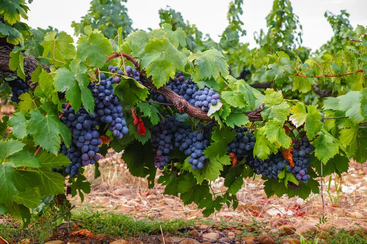 french red and rose wine grapes plant, growing on ochre mineral soil, new harvest of wine grape in france