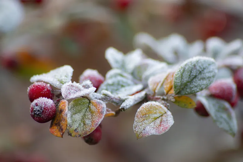 leaves with frost