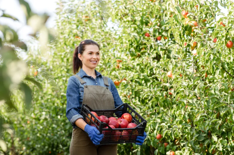 young woman farmer hold fresh harvested in orchard organic food and raw materials for making juice, cider smiling lady gardener in apron and gloves carries red shiny ripe apples in box in garden