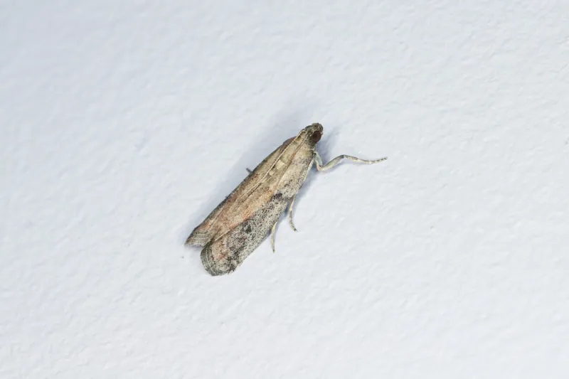 detailed closeup of moth whose caterpillars eat food supplies, insect sitting on wall