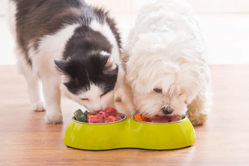 little dog maltese and black and white cat eating natural, organic food from a bowl at home