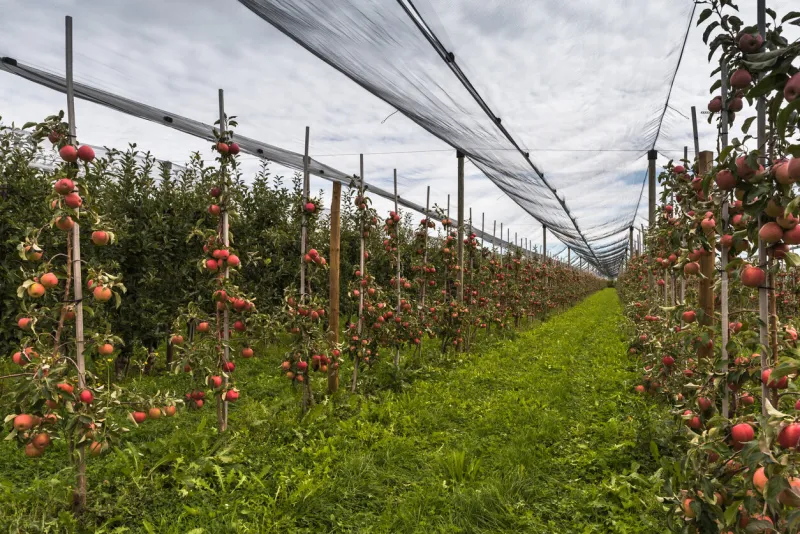 apple orchard at lake constance, hagnau am bodensee, baden-wuerttemberg, germany