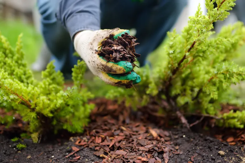 gardener mulching with pine bark juniper plants in the yard seasonal works in the garden landscape design ornamental shrub juniper