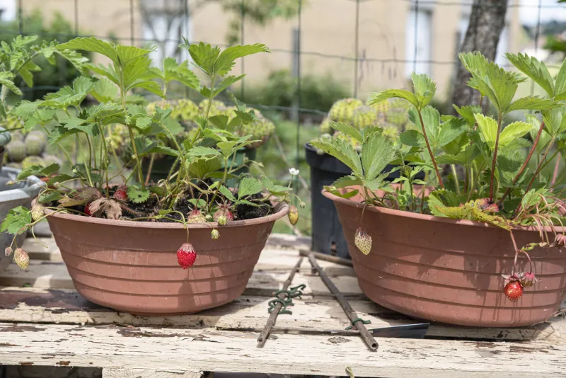 strawberries on a planter in a garden