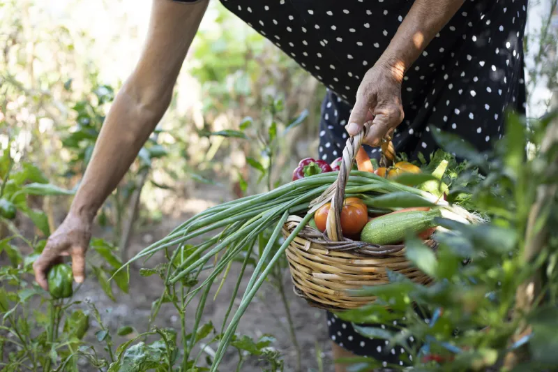 woman farmer picking vegetables and fruit in the garden