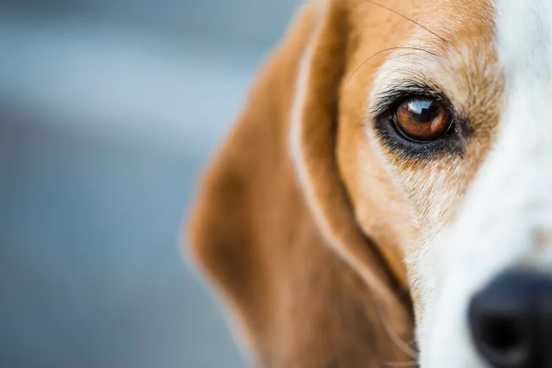 half portrait of a beagle hound looking intently at the viewer