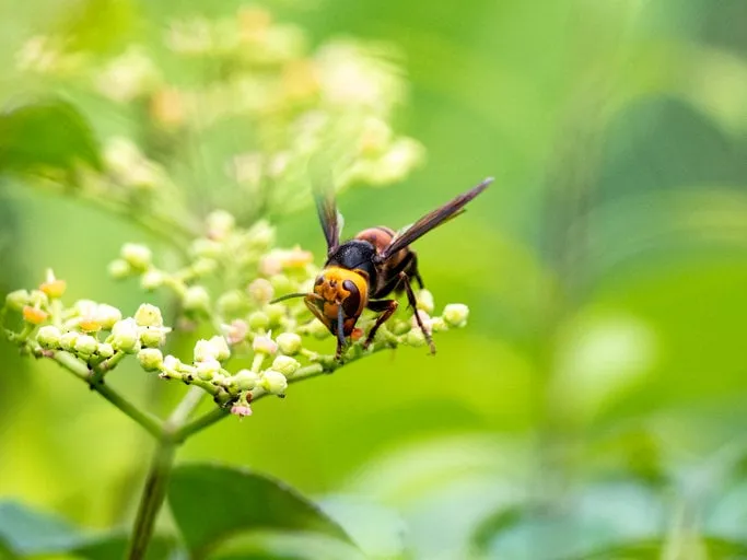 the japanese variant of the asian giant hornet, vespa mandarinia, also known as a murder hornet in the united states, rests on the small flowers of bushkiller vines in yokohama, japan