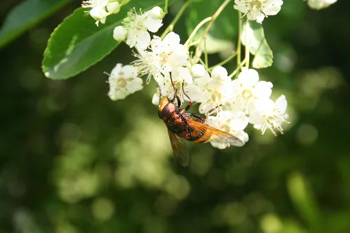 yellow and black asian hornet on a white flower in the garden