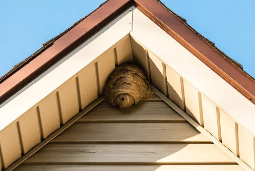gray paper wasp nest in corner of triangular roof against siding