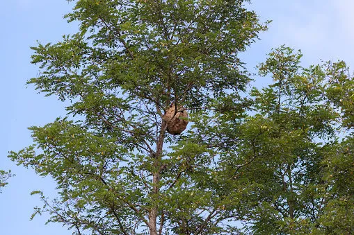 large nest of wasps (vespa velutina) hangs overhead on a tree branch