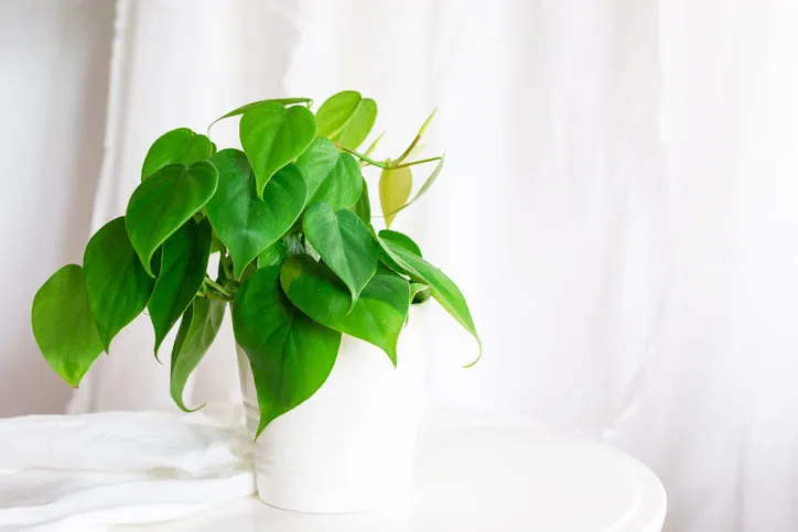 house plant heart leaf philodendron vine in white pot