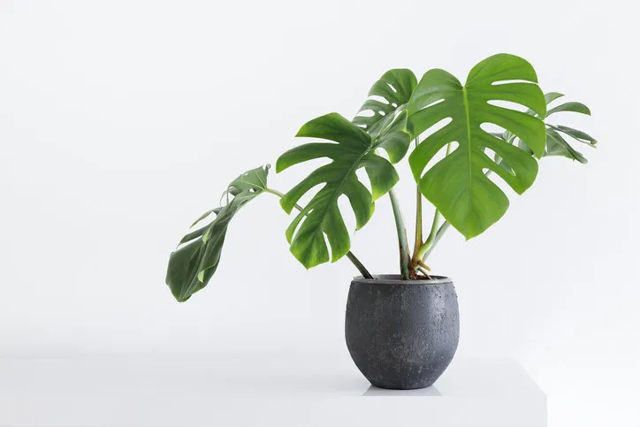 large leaf house plant monstera deliciosa in a gray pot on a white background in a light interior