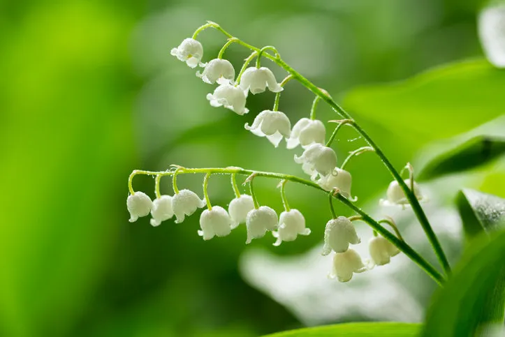spring flowers close up of lily of the valley on green background