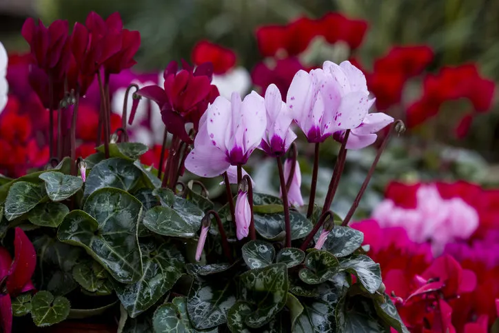 winter flowers  cyclamen flowers in greenhouse, cyclamen flower