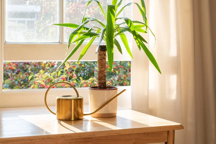 yucca indoor plant next to a watering can in the windowsill in a beautifully designed home interior
