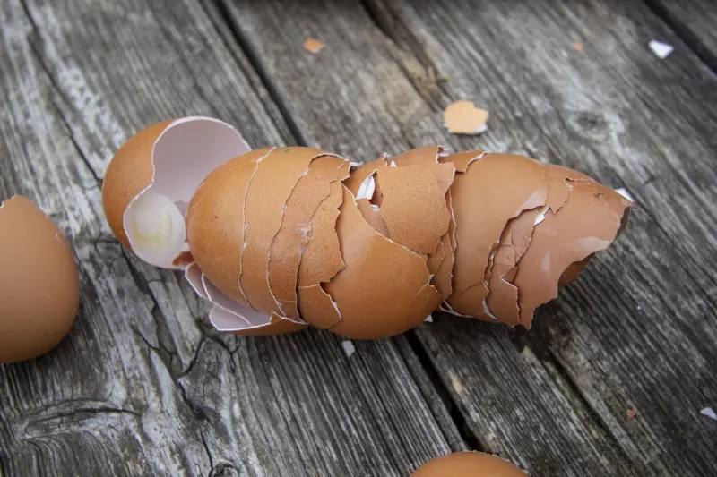 crushed eggshell natural comfort for the garden eco farming