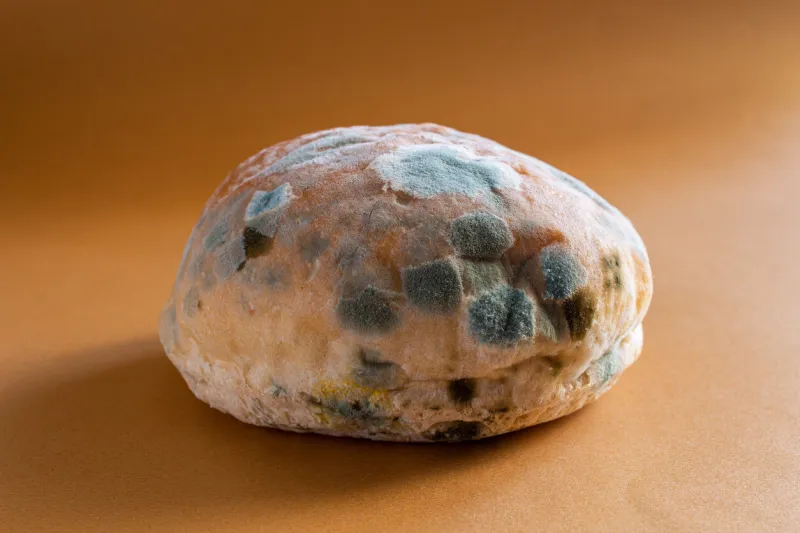 moldy bread closeup photo of rotten bread on color background waiting for a long time concept of wasting food mildew covered food