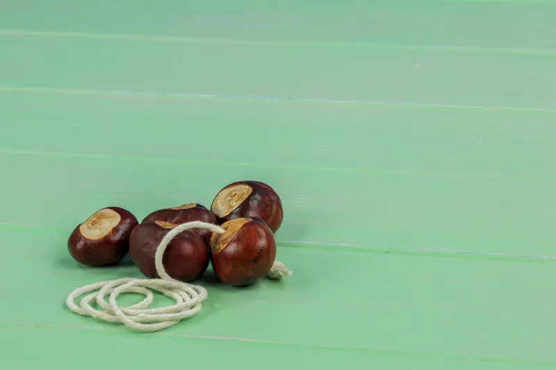 nuts from the horse chestnut tree with one nut threaded with string for the game of conkers