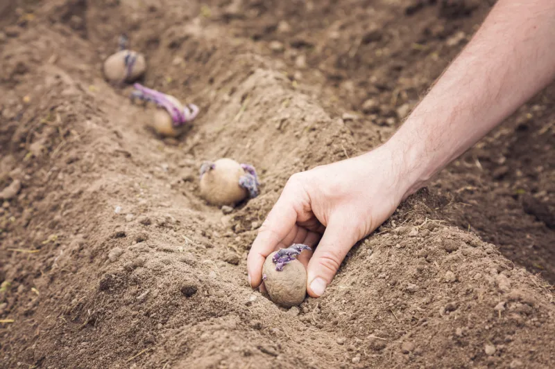hand planting potato tubers into the ground early spring preparations for the garden season