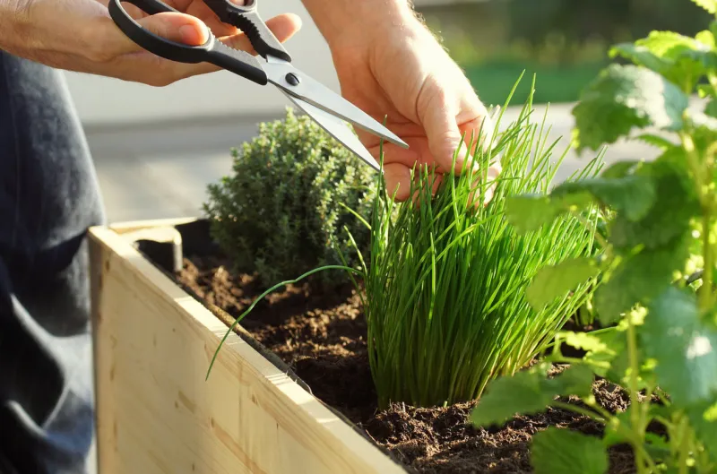 parsley, sage, thyme, mint and chives grow in a wooden self built raised bed on a terrace