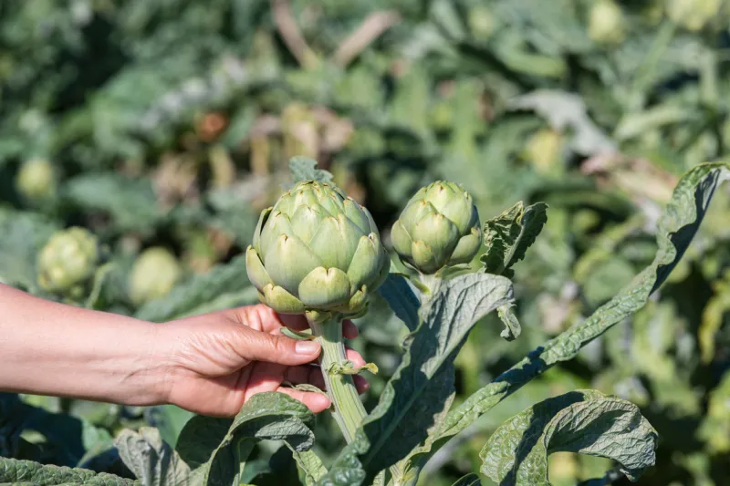 female hand grabbing an artichoke in the middle of an out of focus artichoke field selective focus and close up healthy vegetables concept
