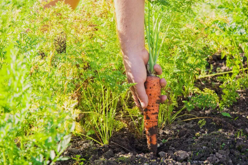 hand holding a large, beautiful grown carrot with ground just pulled out of the furrows in the garden
