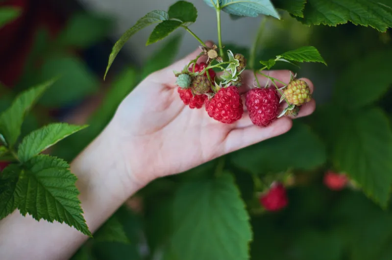 young boy's hand holding a bunch of ripe red raspberries