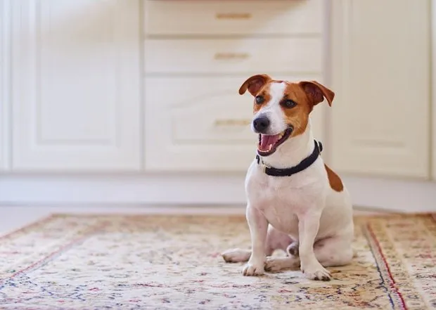 cute dog jack russel terrier sitting in the kitchen floor on carpet