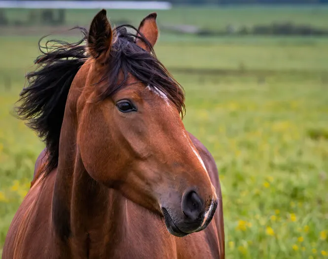 close portrait, from profile, of a latvian horse (latvijas zirgs) with the mane flapping in the wind