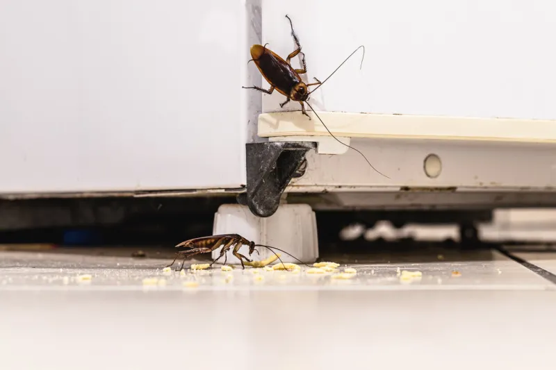 cockroach infestation inside a kitchen, dirty fridge and unhygienic kitchen insect or pest problems indoors