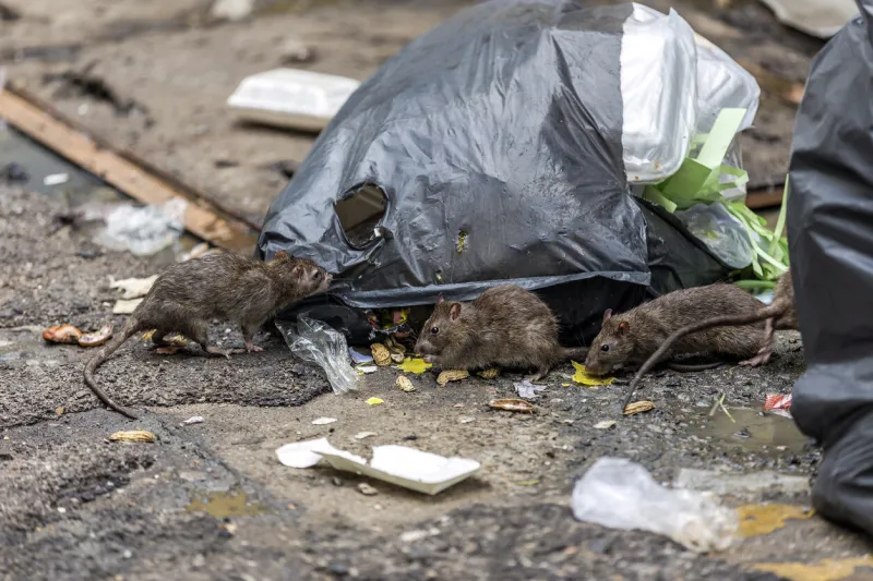 three dirty mice eat debris next to each other rubbish bag on the wet floor and very foul smell selective focus