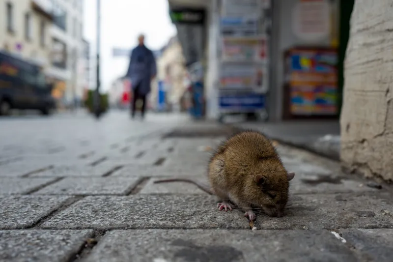 sick rat on a boardwalk in frankfurt