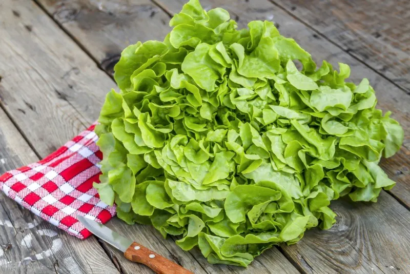 oak leaf salad on a wooden table