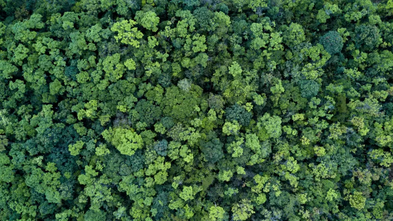 forest and tree landscape texture background, aerial top view forest, texture of forest view from above
