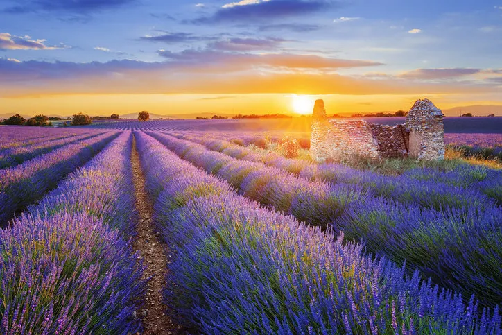 sun is setting over a beautiful purple lavender filed in valensole provence, france