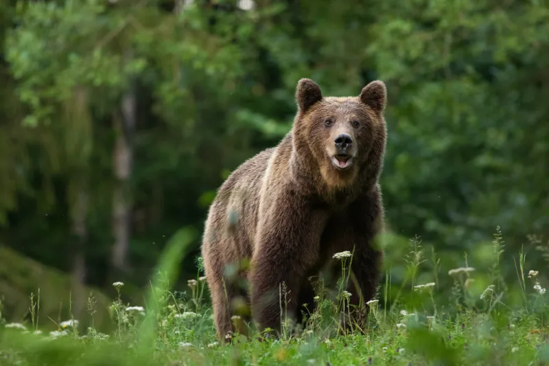 large carpathian brown bear predator portrait, while looking in the camera in natural environment in the woods of romania europe, with green background