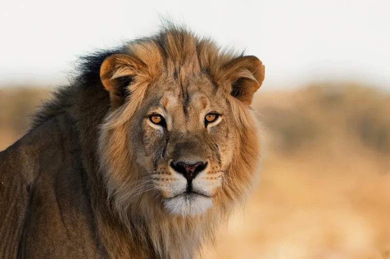 male lion, kalahari, south africa