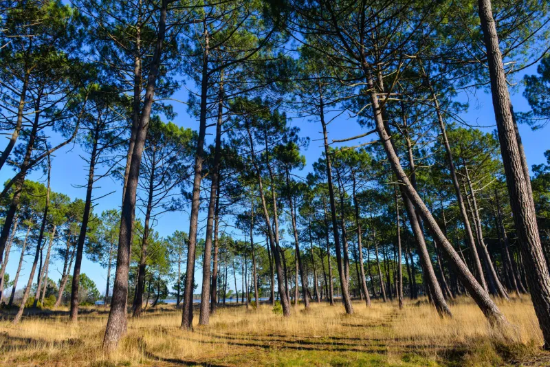 maritime pines-landes, france, europe