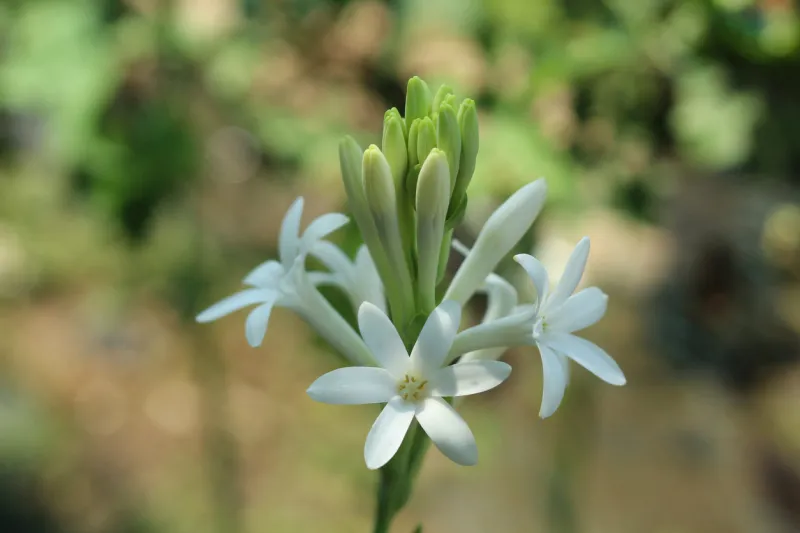 close up of tuberose rajnigandha flower with soft background