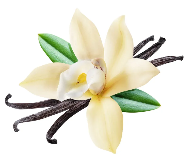 dried vanilla sticks and orchid vanilla flower file contains clipping path