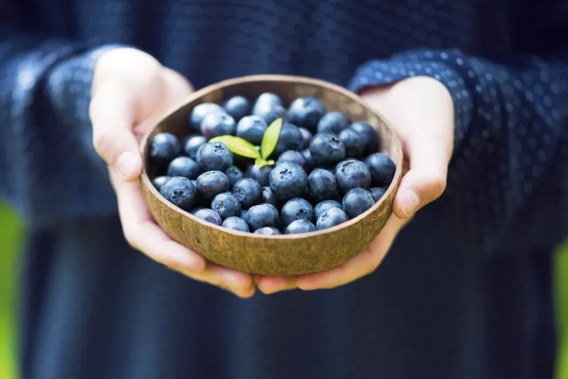 young girl’s hands holding a bowl with fresh ripe blueberries harvest of summer berries vegan lifestyle and healthy eating concept soft selective focus