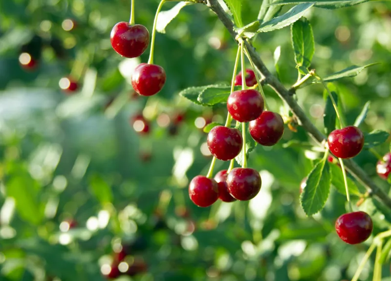 cherry branch red ripe berries on the cherry tree green background crop time harvesting season