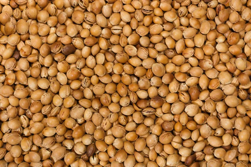 a heap of sour cherry pits texture